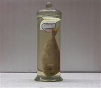 藏品(紅甘鰺)的圖片